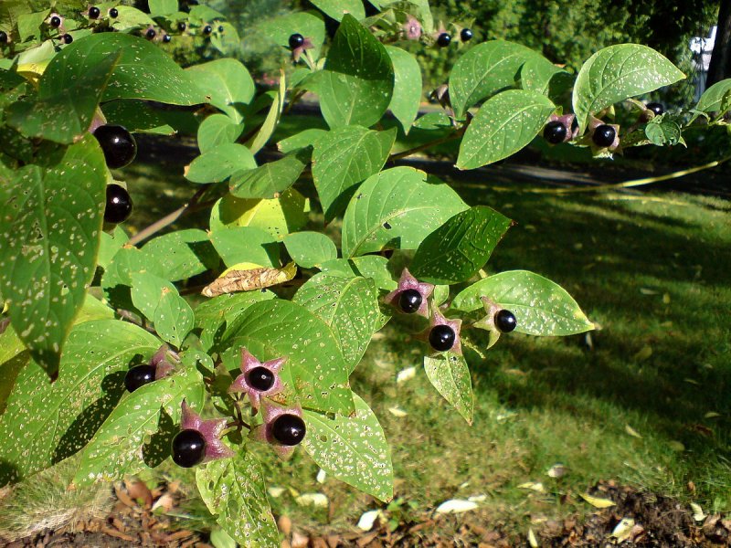 Красавка белладонна Atropa Belladonna