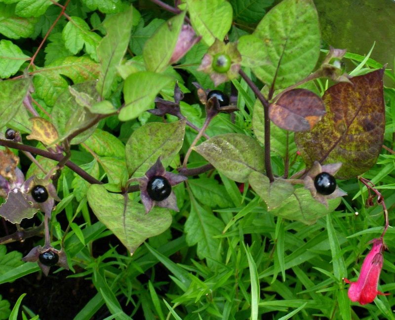 Красавка Кавказская Atropa Caucasica