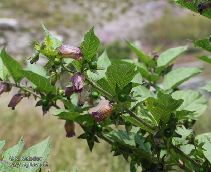 Красавка Кавказская Atropa Caucasica