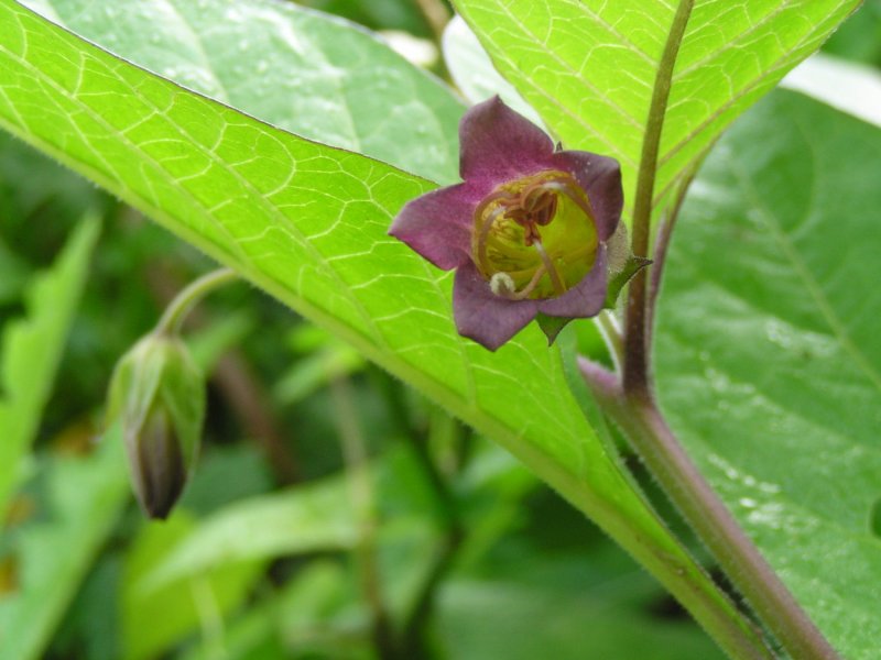 Belladonna Flower