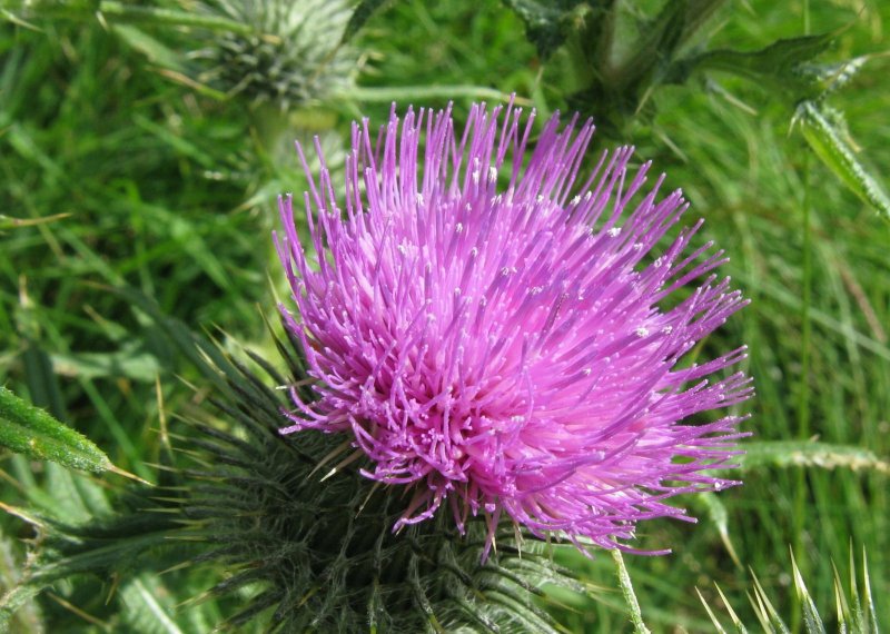 Onopordum acanthium