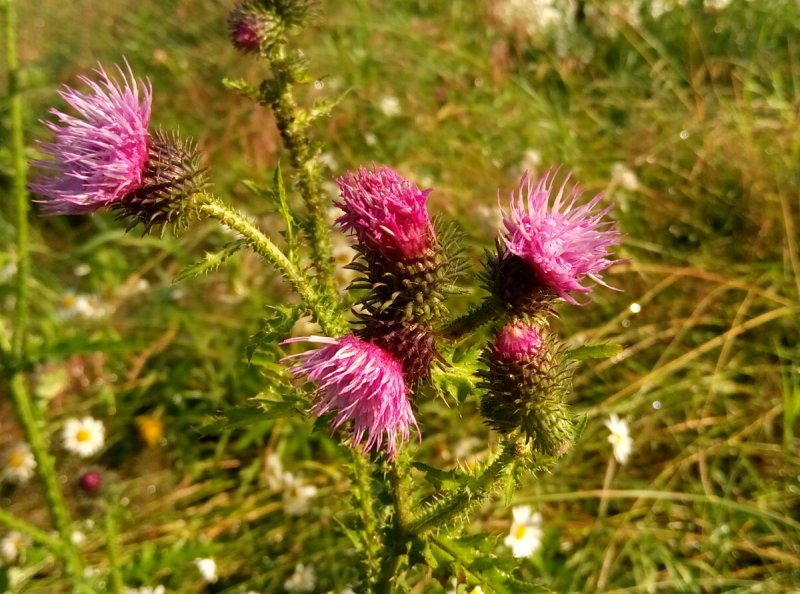 Onopordum acanthium