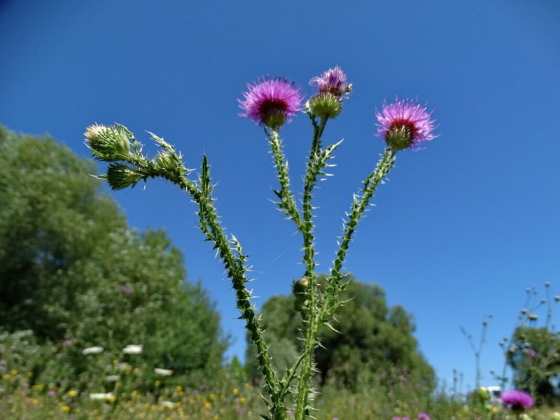 Чертополох колючий (Carduus Acanthoides)