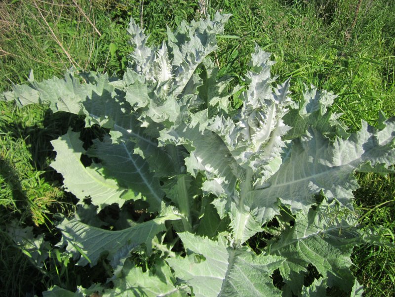 Татарник колючий (Onopordum acanthium)
