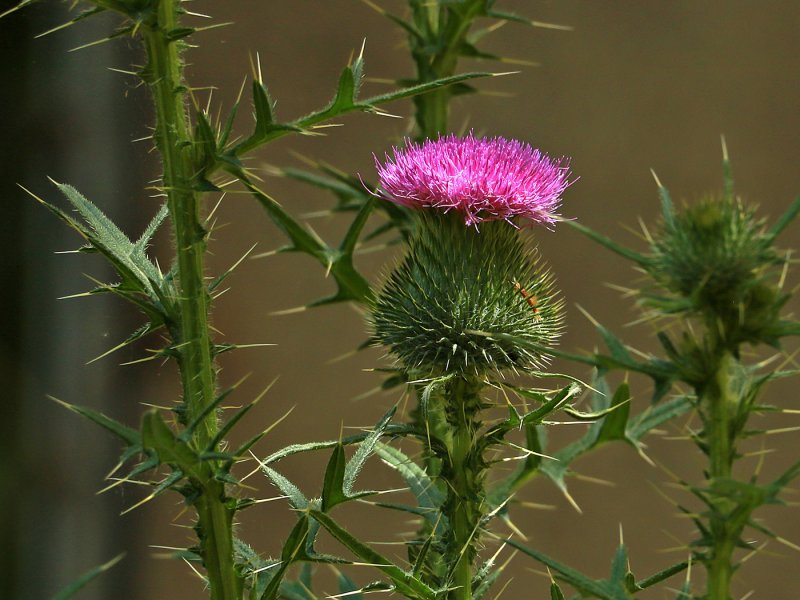 Чертополох колючий (Carduus Acanthoides)