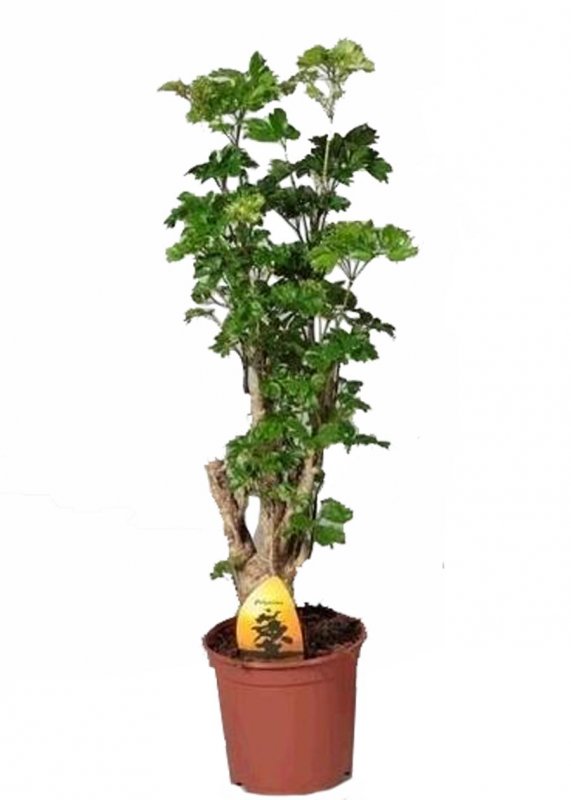 Полисциас курчавый (polyscias crispatum)