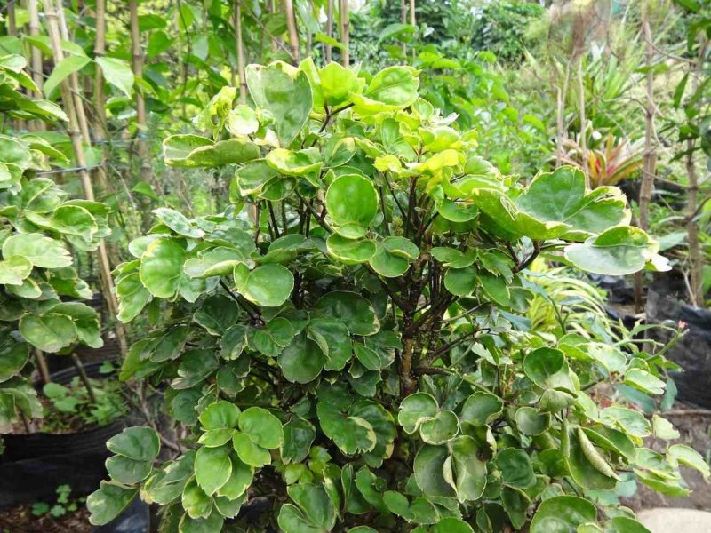 Polyscias Scutellaria