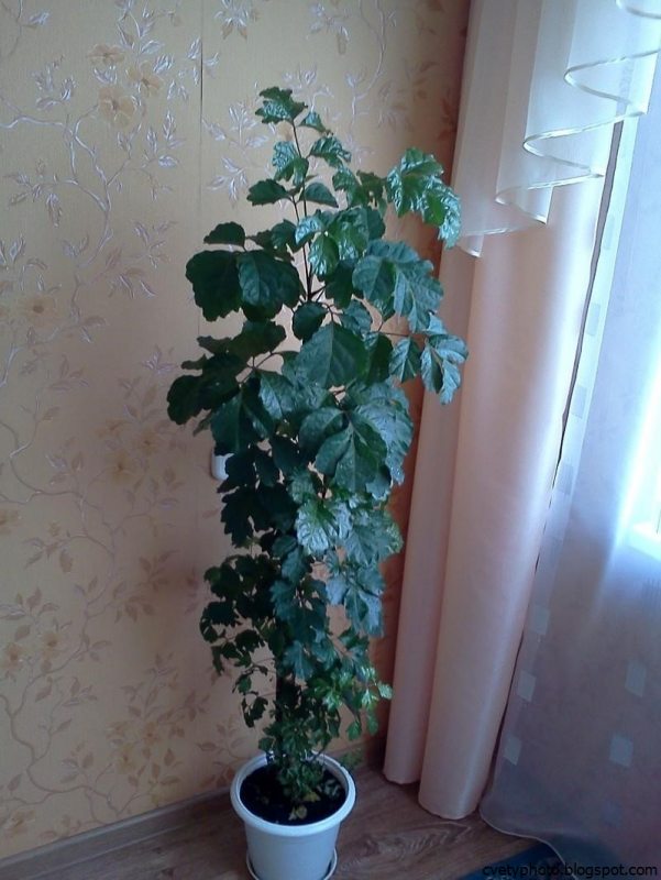 Полисциас Бальфура