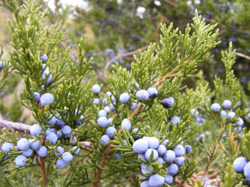 Juniperus virginiana
