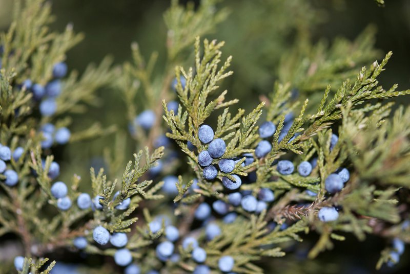 Можжевельник виргинский (Juniperus virginiana)