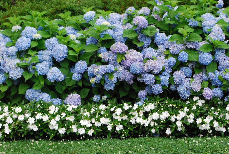 Астильба Арендса Gloria purpurea