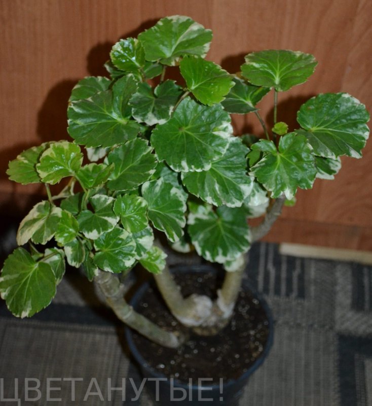 Полисциас кустарниковый (polyscias fruticosa)