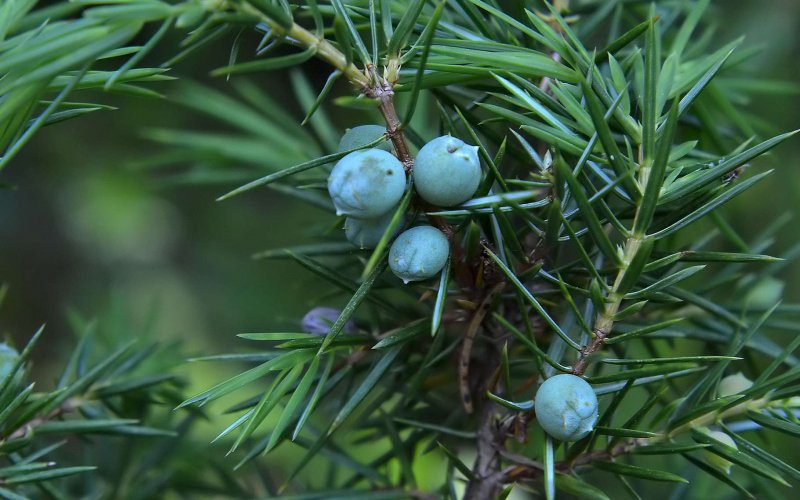 Juniper можжевельник