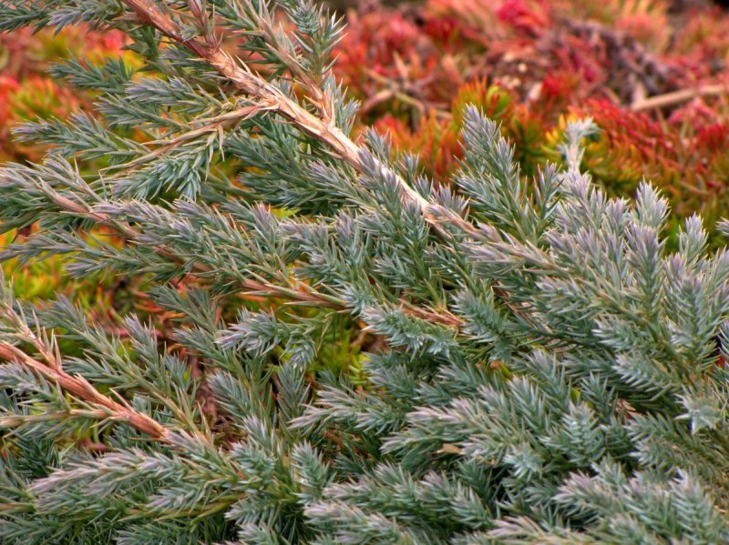 Можжевельник виргинский (Juniperus virginiana)