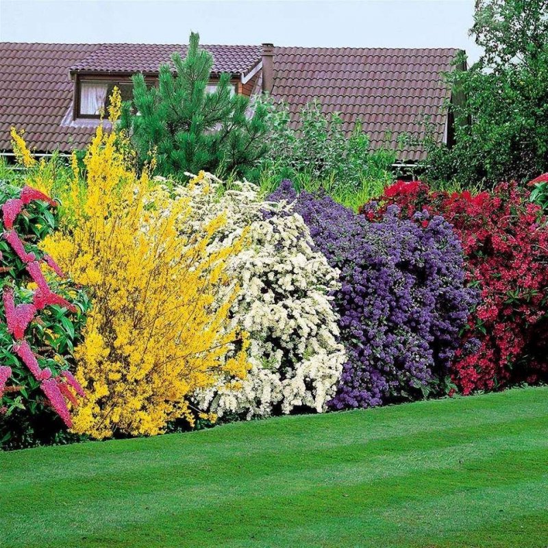 Спирея серая (Spiraea cinerea `Grefsheim`)