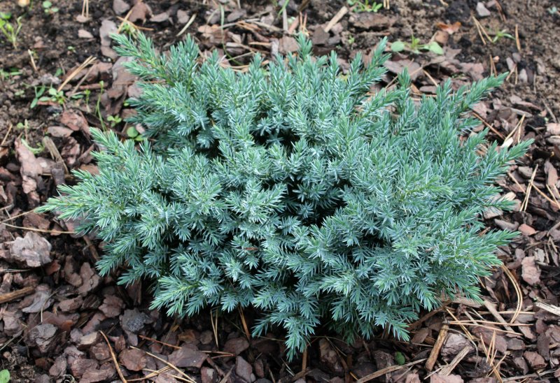 Можжевельник squamata