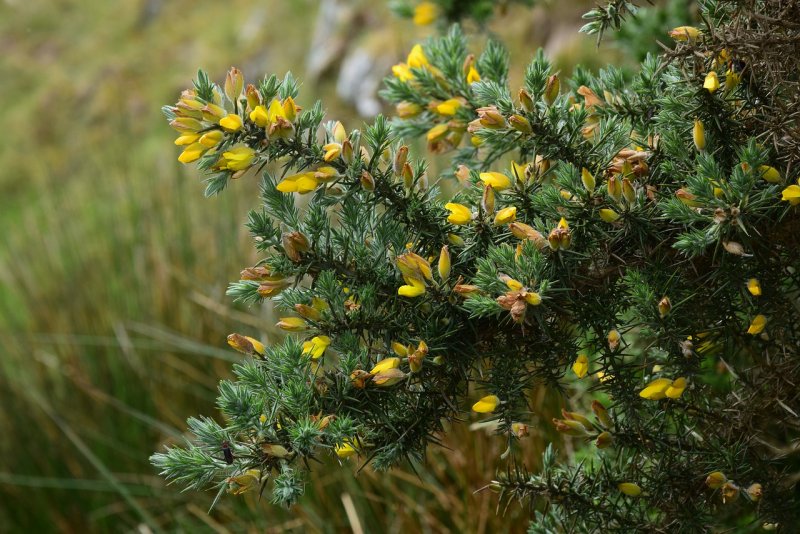 Можжевельник Даурский (Juniperus davurica)