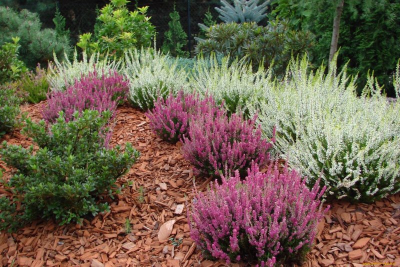 Calluna (Вереск) Arabella