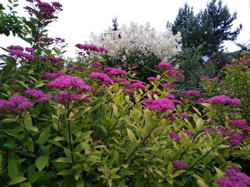 Персидская сирень куст