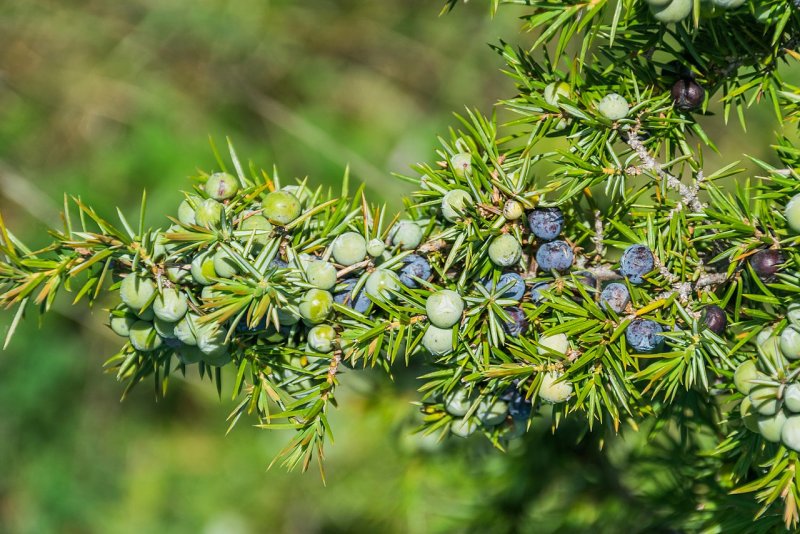 Можжевельник обыкновенный Juniperus