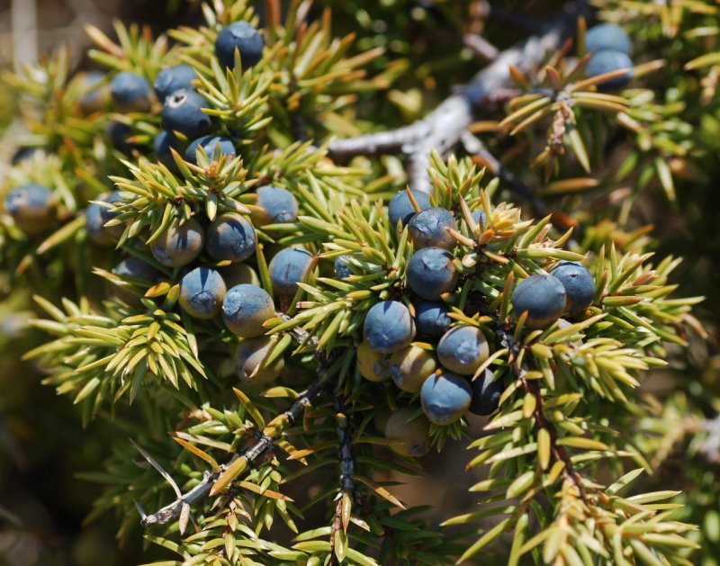 Можжевельник Juniperus communis