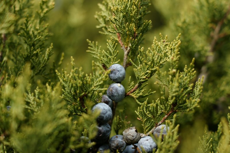 Можжевельник Прибрежный (Juniperus conferta)