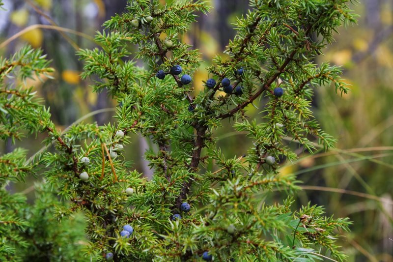 Можжевельник казацкий Tamariscifolia