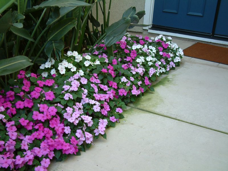 Бальзамин Уоллера (Impatiens walleriana f1) Xtreme Lavender