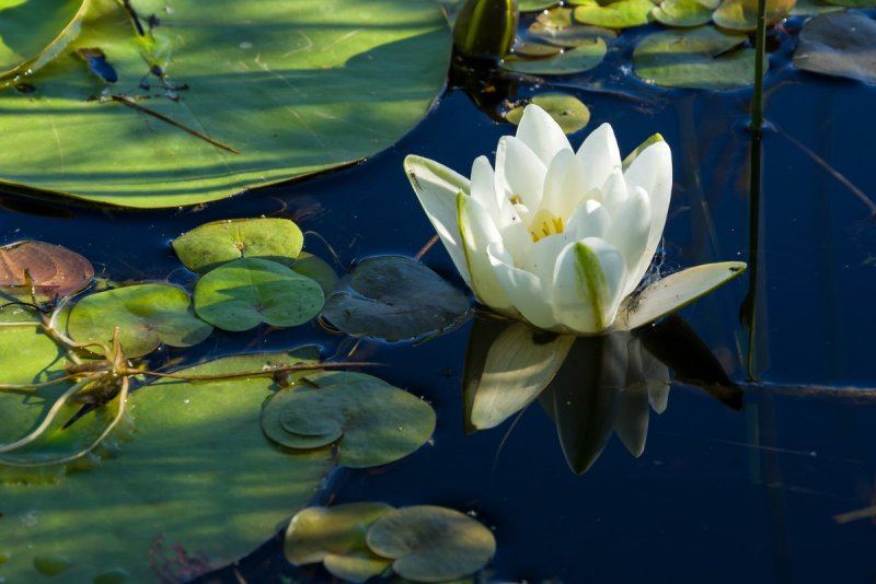Водяная Лилия/Nymphaea