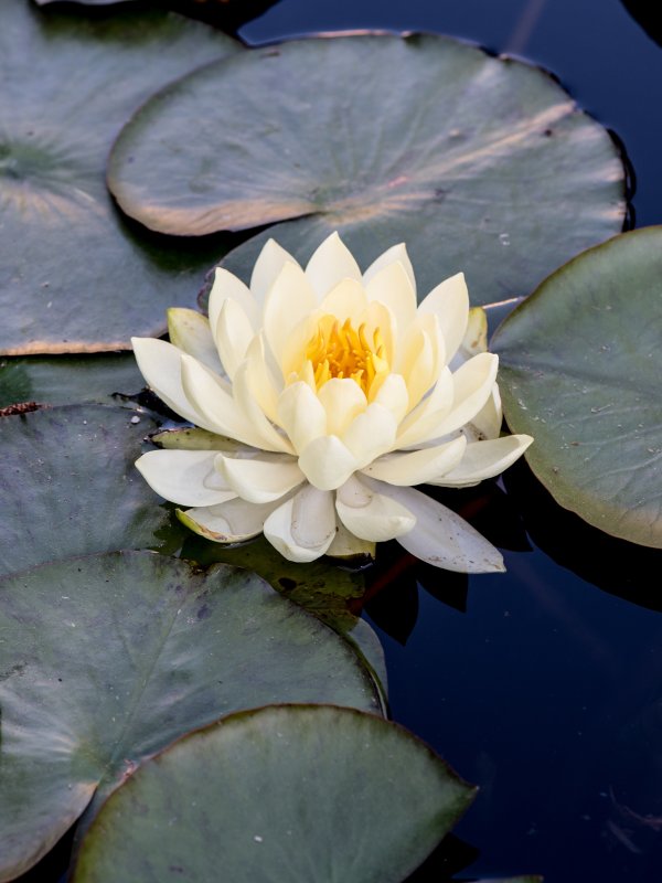 Водяная Лилия/Nymphaea