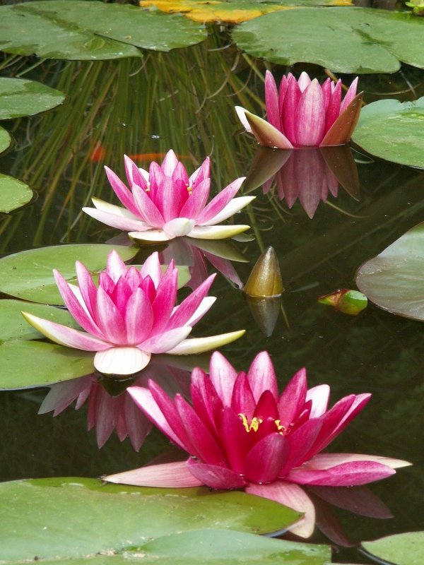 Водяная Лилия/Nymphaea