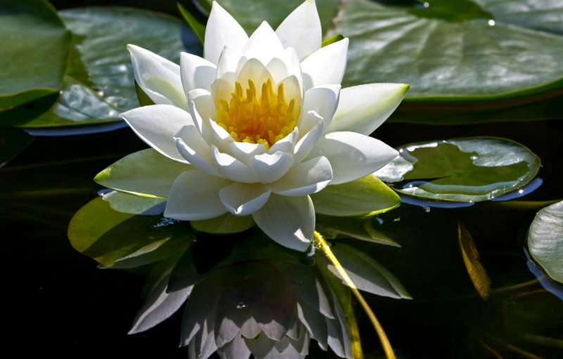 Водяная Лилия/Nymphaea