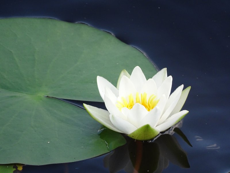 Водяная Лилия/Nymphaea