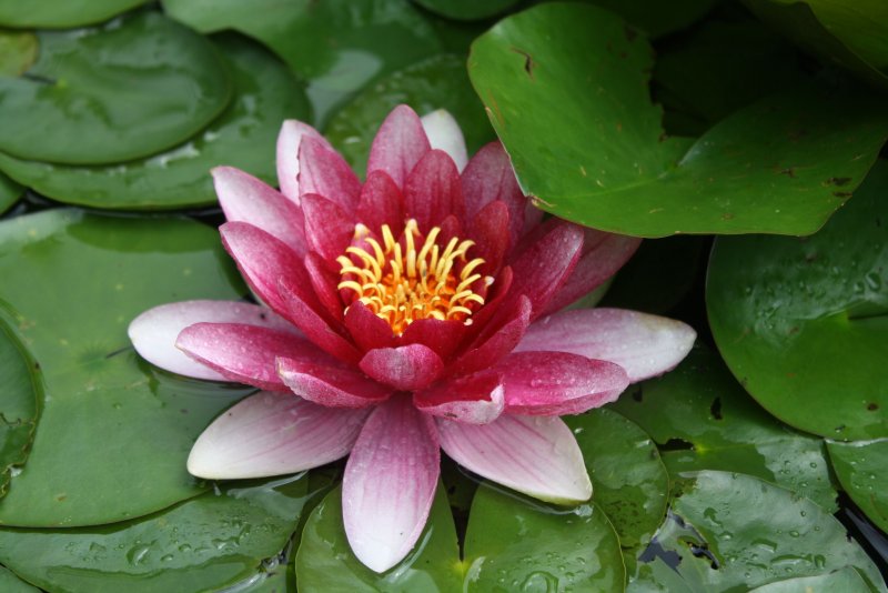 Водяная Лилия/Nymphaea
