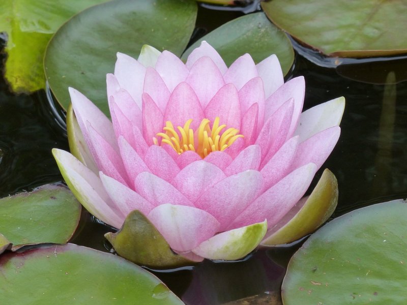 Водяная Лилия/Nymphaea