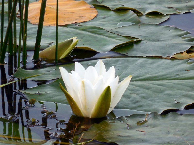 5. Кувшинка белая (водяная Лилия) Nymphaea Alba