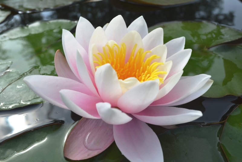Водяная Лилия/Nymphaea