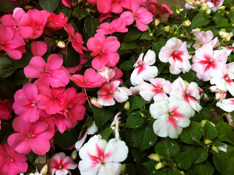 Бальзамин Impatiens