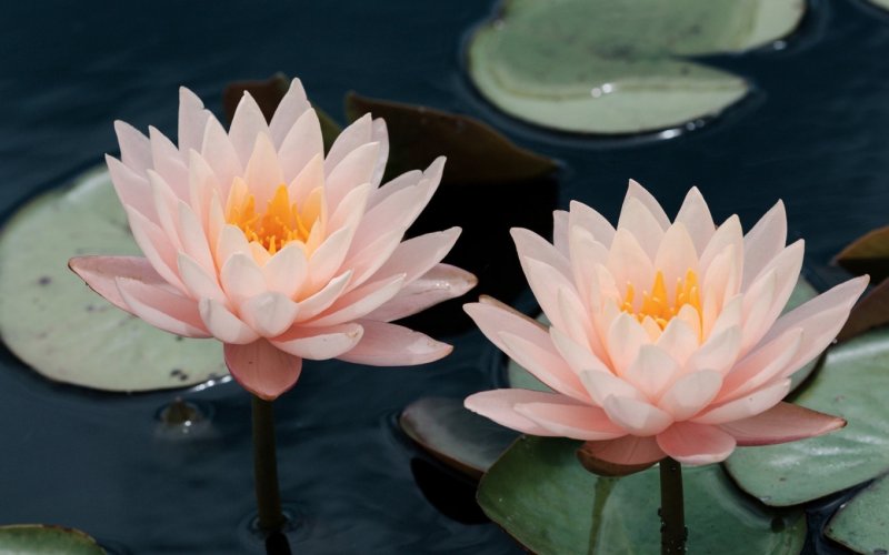 Водяная Лилия/Nymphaea