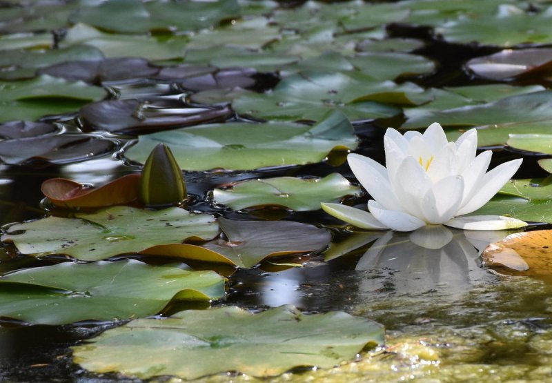 Водяная Лилия/Nymphaea