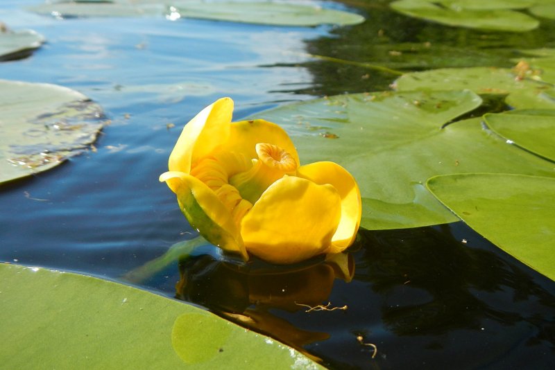 Кубышка желтая водяная Лилия