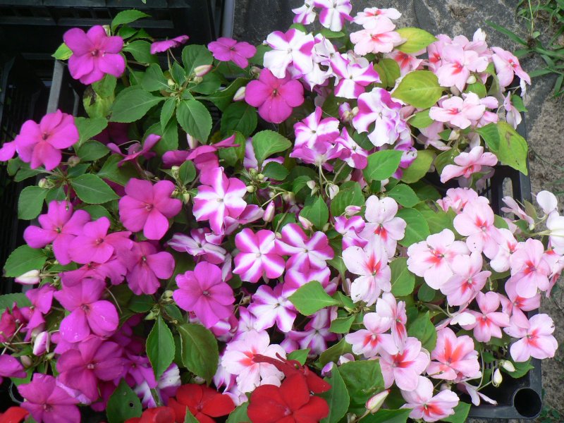 Бальзамин садовый - Impatiens balsamina