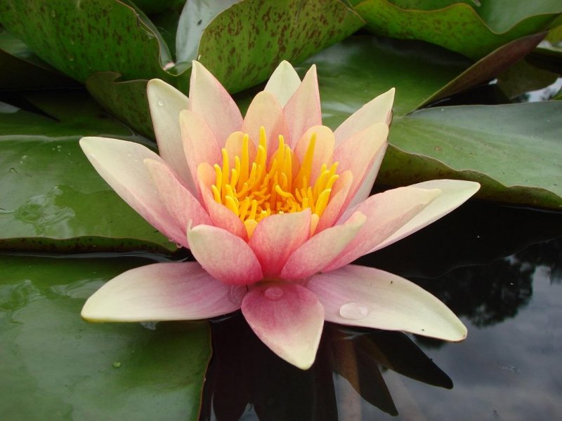 Кувшинка Nymphaea Aurora