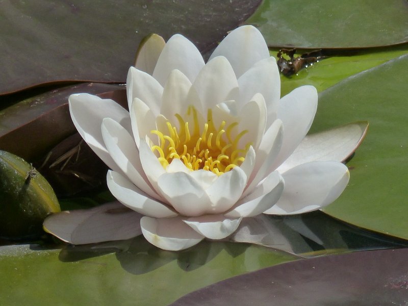 Водяная Лилия/Nymphaea