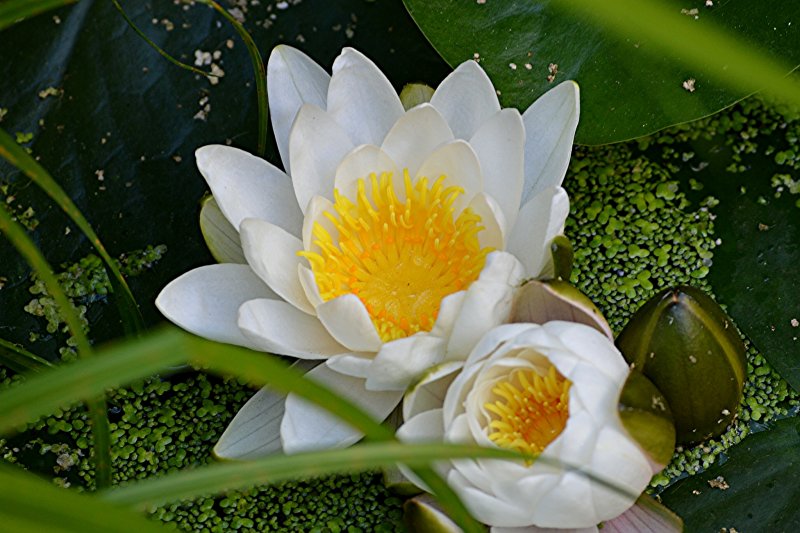 Водяная Лилия/Nymphaea