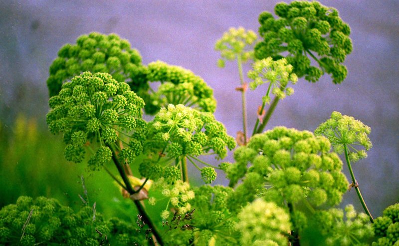 Дягиль лекарственный (Angelica archangelica)