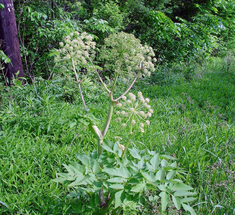 Angelica archangelica