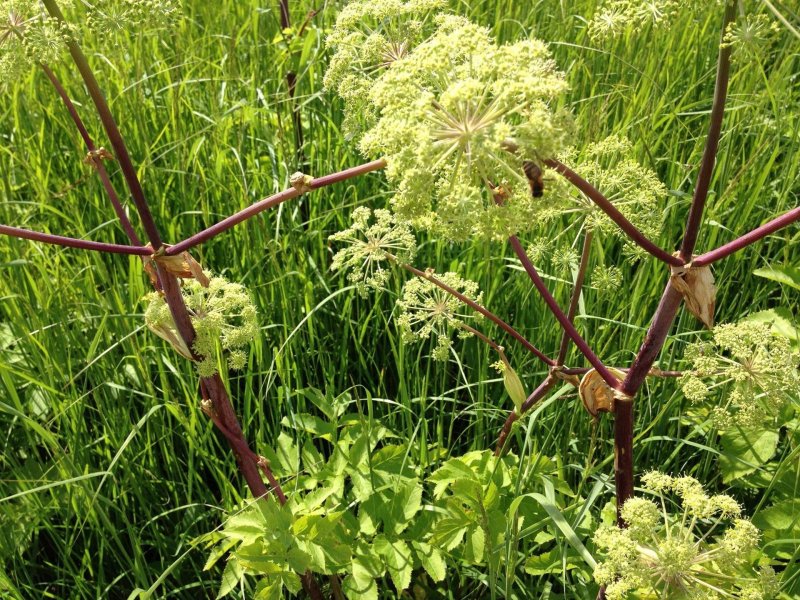 Дудник Лесной (Angelica Sylvestris)