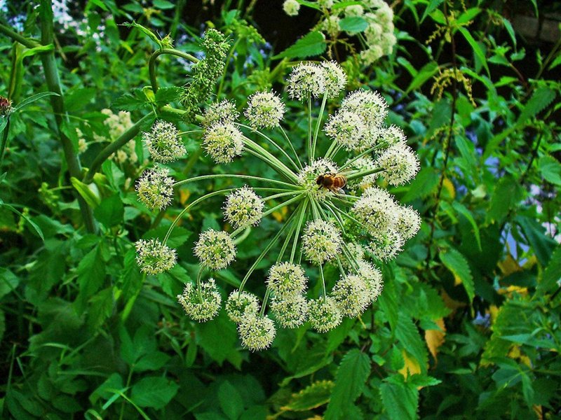 Дягиль – archangelica officinalis