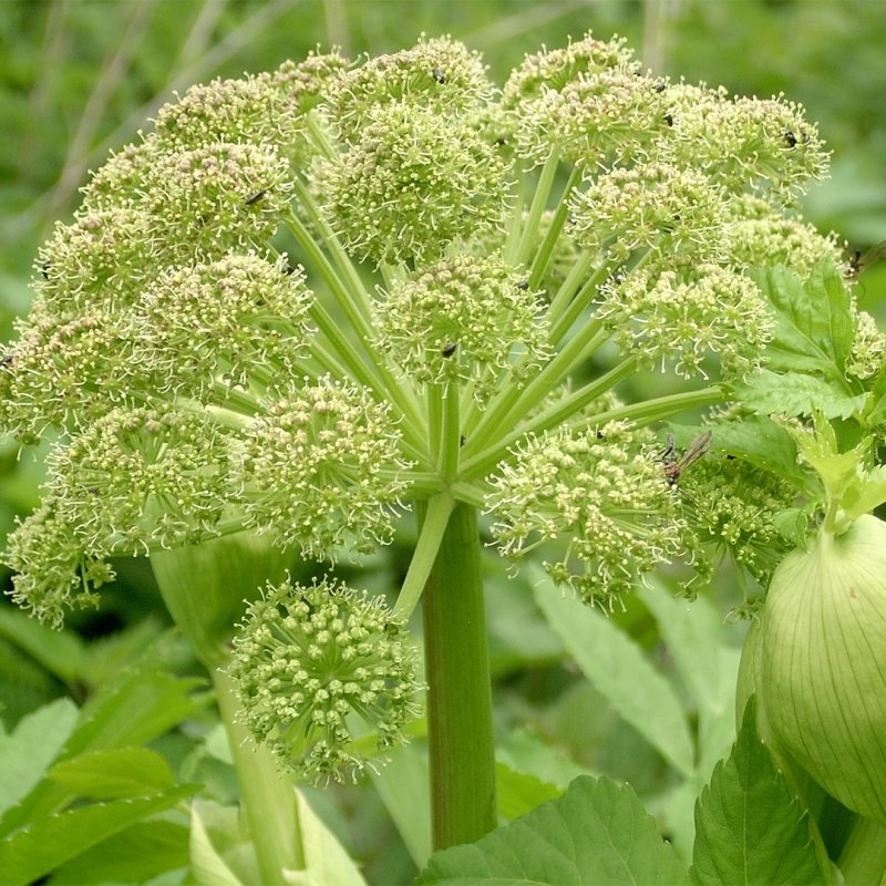 Angelica Sylvestris